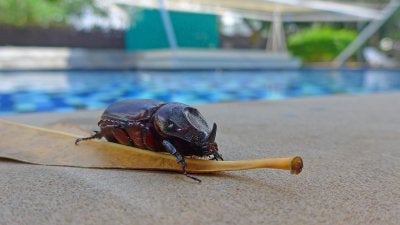 Pool Bug Prevention in Salt Lake City, UT 